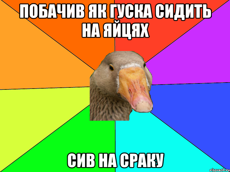 Побачив як гуска сидить на яйцях Сив на сраку