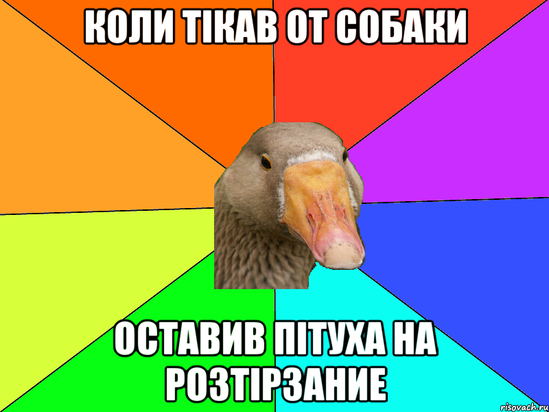 Коли тікав от собаки Оставив пітуха на розтірзание
