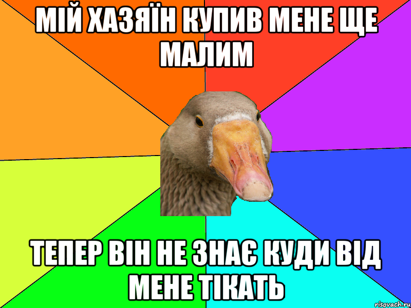 Мій хазяїн купив мене ще малим Тепер він не знає куди від мене тікать