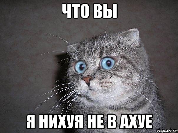 что вы я нихуя не в ахуе, Мем  удивлённый кот