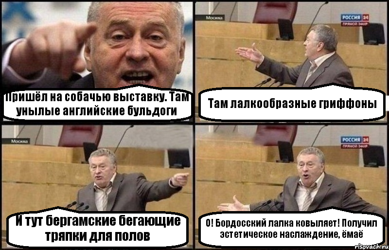 Пришёл на собачью выставку. Там унылые английские бульдоги Там лалкообразные гриффоны И тут бергамские бегающие тряпки для полов О! Бордосский лалка ковыляет! Получил эстетическое наслаждение, ёмаё, Комикс Жириновский