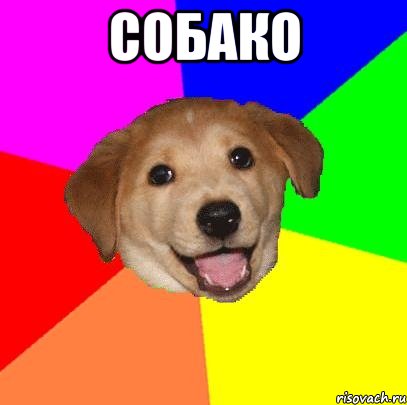 собако , Мем Advice Dog