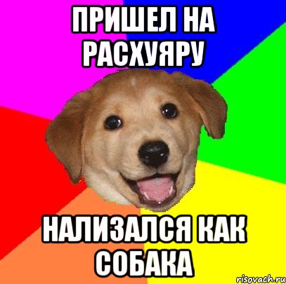 пришел на расхуяру нализался как собака, Мем Advice Dog