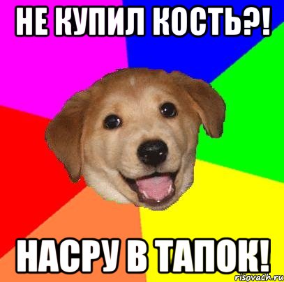 Не купил кость?! Насру в тапок!, Мем Advice Dog