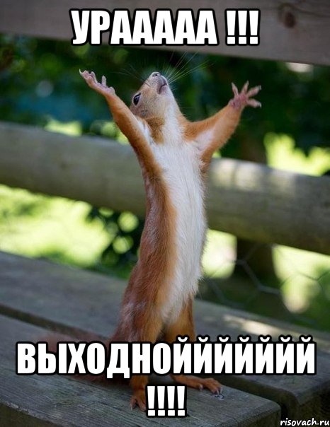 Урааааа !!! Выходноййййййй !!!!, Мем    белка молится
