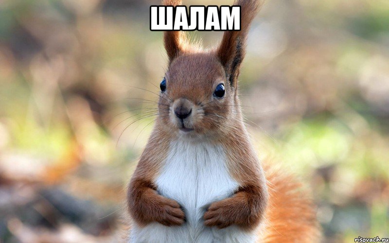 Шалам 