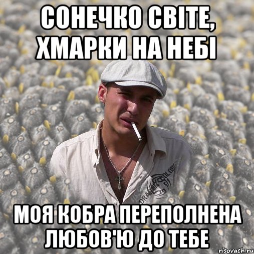 сонечко світе, хмарки на небі моя кобра переполнена любов'ю до тебе