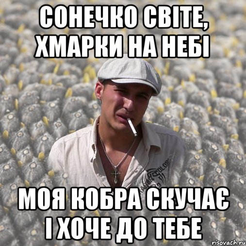 сонечко світе, хмарки на небі моя кобра скучає і хоче до тебе