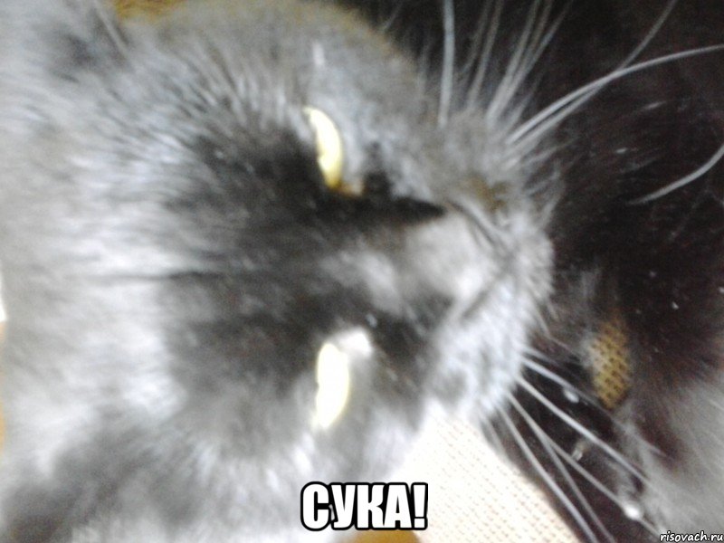  Сука!