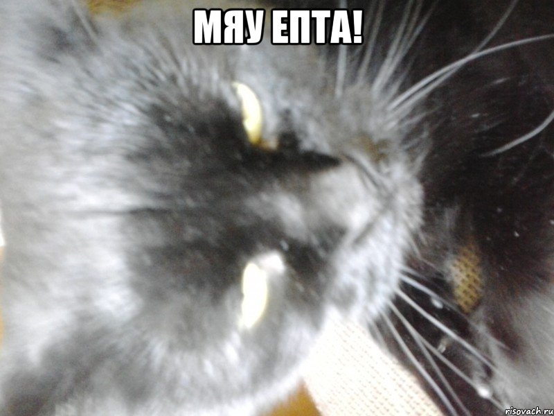 Мяу епта! 