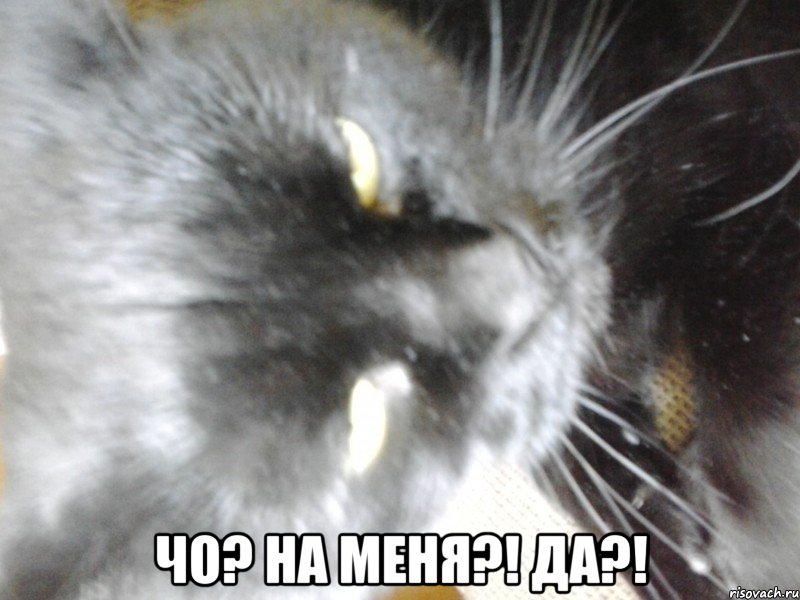  Чо? На меня?! Да?!