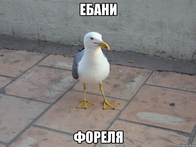 Ебани фореля