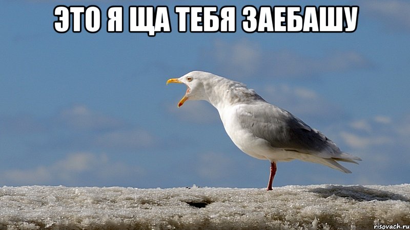 это я ща тебя заебашу 