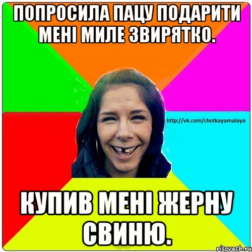 попросила пацу подарити мені миле звирятко. купив мені жерну свиню., Мем Чотка мала