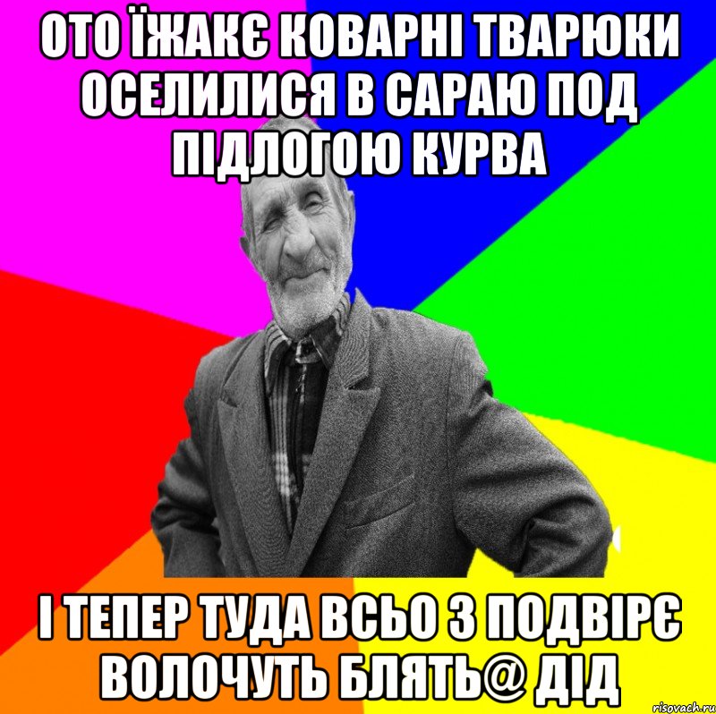 ото їжакє коварні тварюки оселилися в сараю под підлогою курва і тепер туда всьо з подвірє волочуть блять@ дід, Мем ДЕД