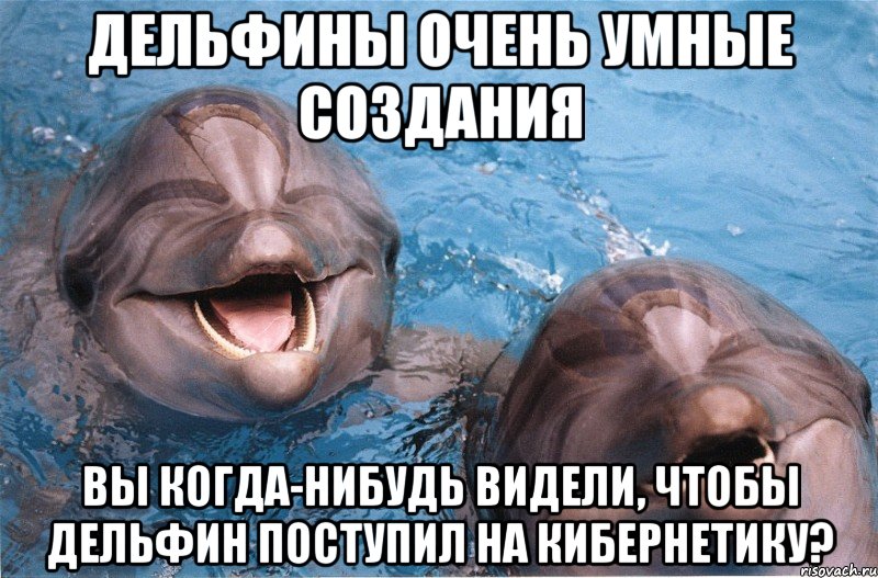Дельфины очень умные создания Вы когда-нибудь видели, чтобы дельфин поступил на кибернетику?