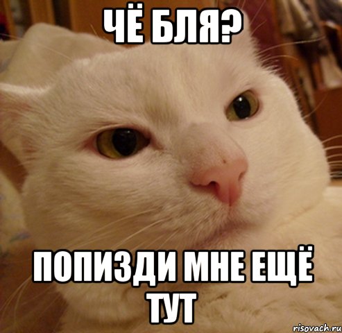 Чё бля? Попизди мне ещё тут