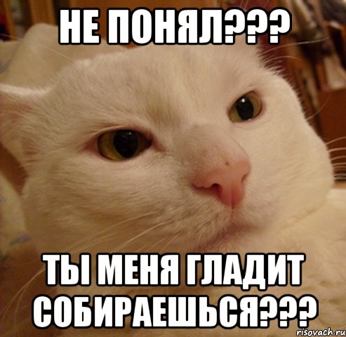 НЕ ПОНЯЛ??? ТЫ МЕНЯ ГЛАДИТ СОБИРАЕШЬСЯ???