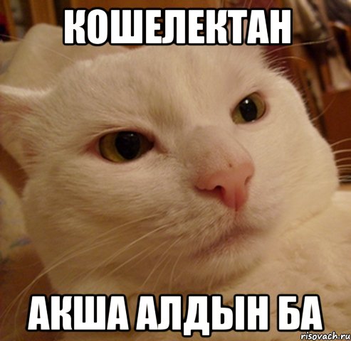 Кошелектан акша алдын ба, Мем Дерзкий котэ