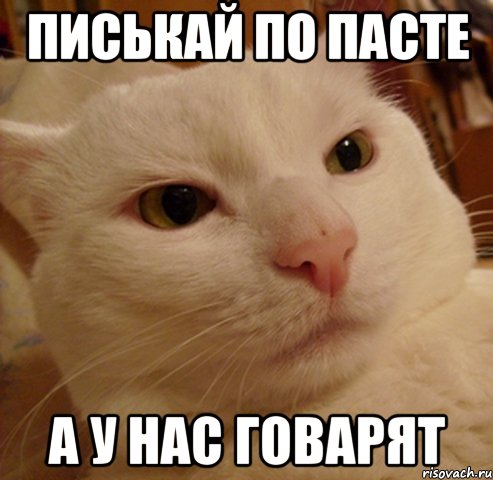 писькай по пасте а у нас говарят, Мем Дерзкий котэ