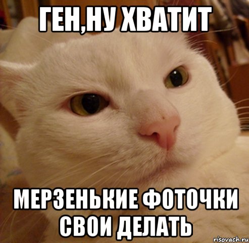 Ген,ну хватит мерзенькие фоточки свои делать, Мем Дерзкий котэ