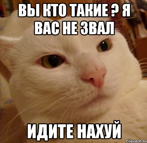 вы кто такие ? я вас не звал идите нахуй, Мем Дерзкий котэ