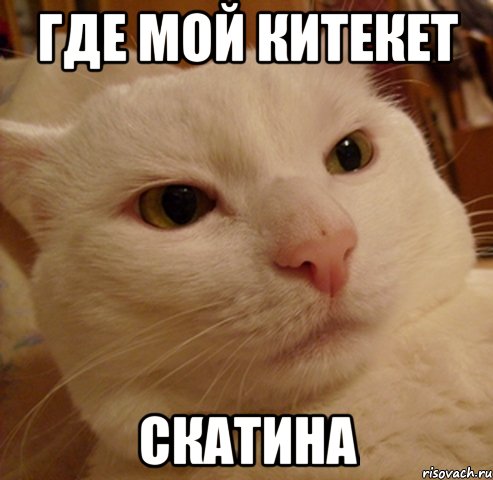 где мой китекет скатина, Мем Дерзкий котэ