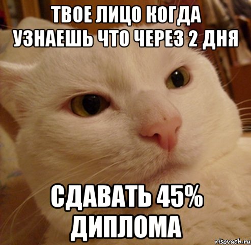 твое лицо когда узнаешь что через 2 дня сдавать 45% диплома, Мем Дерзкий котэ