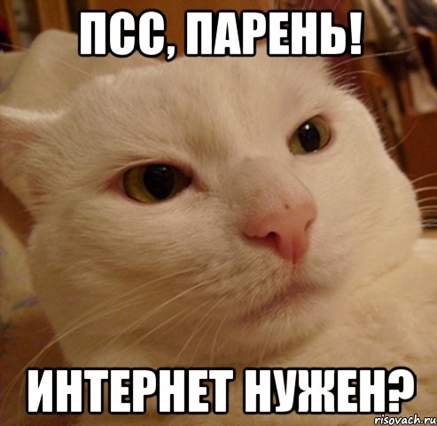 псс, парень! интернет нужен?, Мем Дерзкий котэ