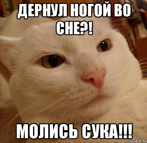 дернул ногой во сне?! молись сука!!!, Мем Дерзкий котэ