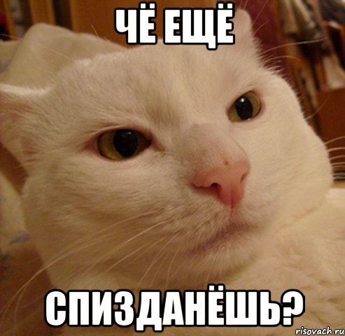 Чё ещё спизданёшь?, Мем Дерзкий котэ