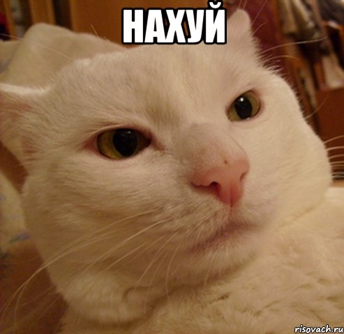 нахуй , Мем Дерзкий котэ