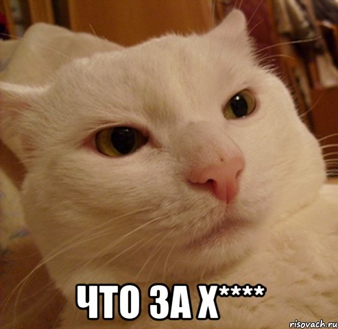  что за х****, Мем Дерзкий котэ