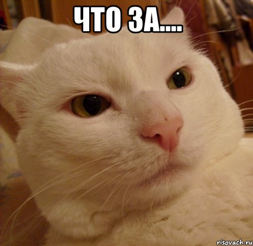 что за.... , Мем Дерзкий котэ