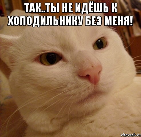 так..ты не идёшь к холодильнику без меня! , Мем Дерзкий котэ