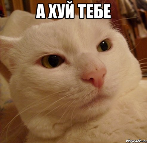 а хуй тебе , Мем Дерзкий котэ