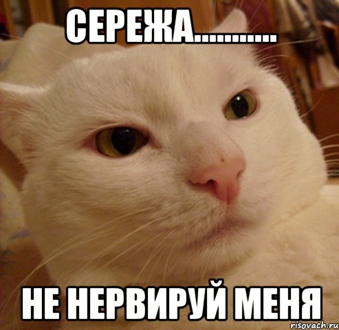 Сережа........... Не нервируй меня, Мем Дерзкий котэ
