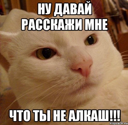 Ну давай расскажи мне Что ты не алкаш!!!, Мем Дерзкий котэ