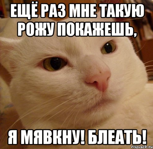 Ещё раз мне такую рожу покажешь, я мявкну! Блеать!, Мем Дерзкий котэ