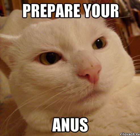 prepare your anus, Мем Дерзкий котэ