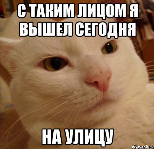 с таким лицом я вышел сегодня на улицу, Мем Дерзкий котэ