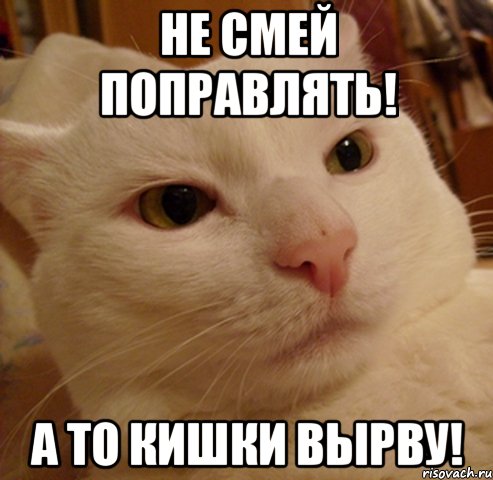 не СМЕЙ ПОПРАВЛЯТЬ! А ТО КИШКИ ВЫРВУ!, Мем Дерзкий котэ