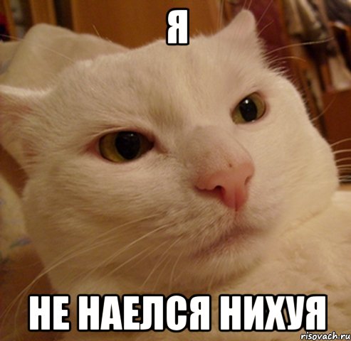 Я не наелся нихуя, Мем Дерзкий котэ