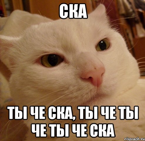 Ска ты че ска, ты че ты че ты че ска, Мем Дерзкий котэ