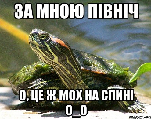 За мною північ о, це ж мох на спині О_о
