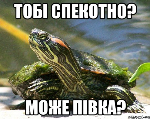 Тобі спекотно? може півка?
