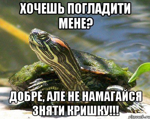 хочешь погладити мене? Добре, але не намагайся зняти кришку!!!