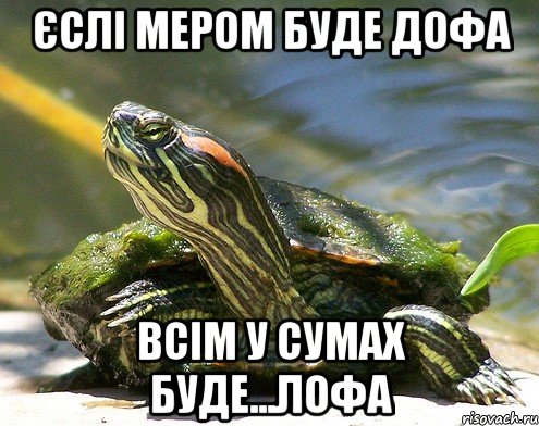 Єслі мером буде Дофа всім у сумах буде...лофа