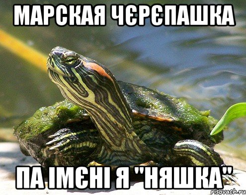 марская чєрєпашка па імєні я "няшка"