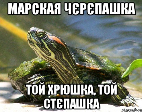 Марская чєрєпашка той хрюшка, той стєпашка